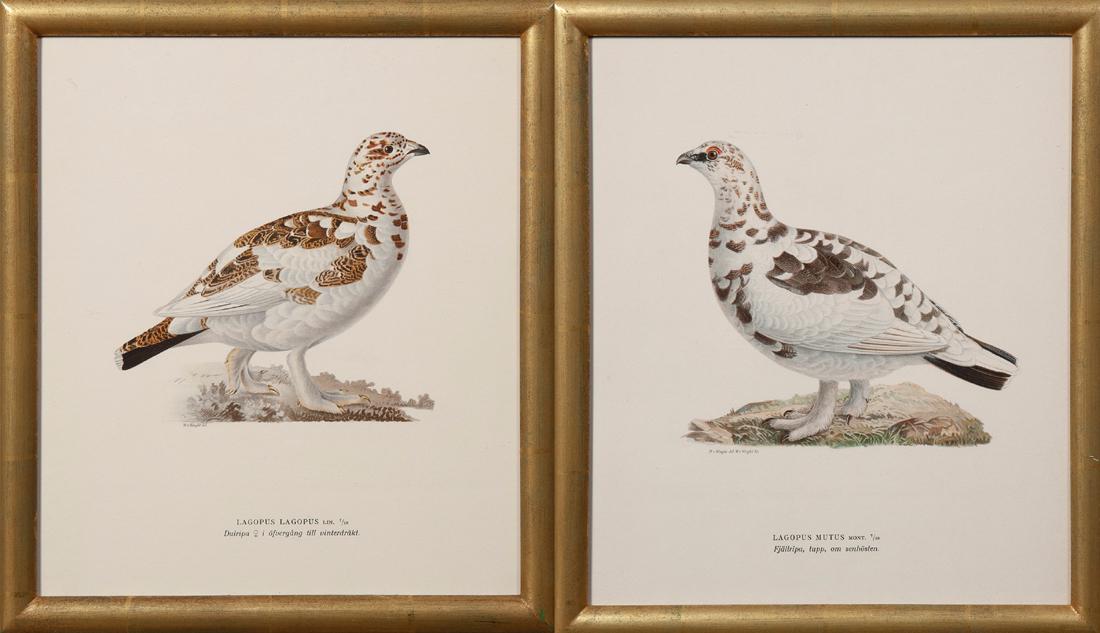 Magnus von Wright (1805-1868), "Lagopus Mutus," and (1 of 1)