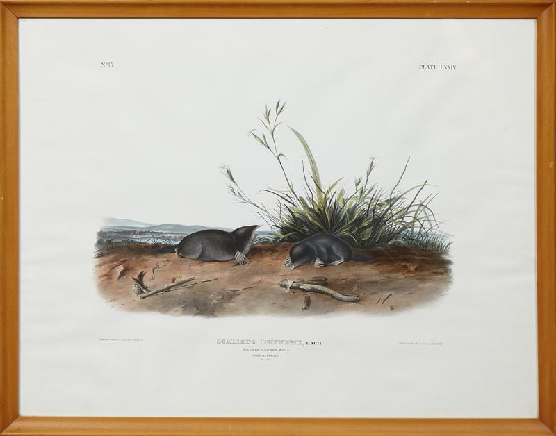 John James Audubon (1789-1851), "Brewer's Shrew Mole,": John James Audubon (1789-1851), "Brewer's Shrew Mole," No. 15, Plate 74, 19th c., from his quadruped series, presented in a maple frame, H.- 20 1/4 in., W.- 26 in.