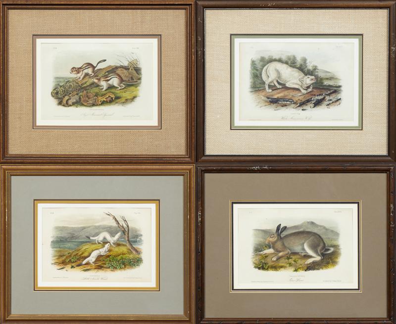 John James Audubon (1785-1851), "Polar Hare," No. 7, (1 of 9)