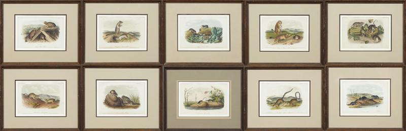 John James Audubon (1785-1851), "Carolina Shrew," No.: John James Audubon (1785-1851), "Carolina Shrew," No. 15, Plate 75; "Say's Least Shrew," No. 14, Plate 70; "Licontes Pine Mouse," No. 16, Plate 80; "Richardson's Spermophile," No. 10, Plate 50; "Prair