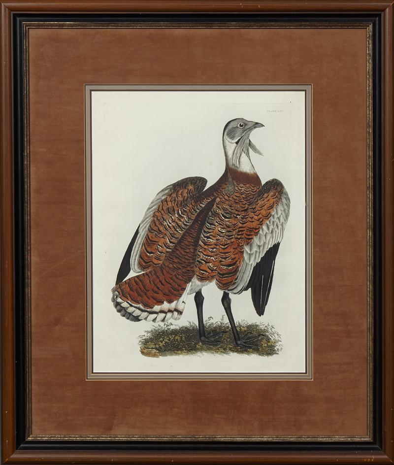 Prideaux John Selby (1788-1867, English), "Male (1 of 2)