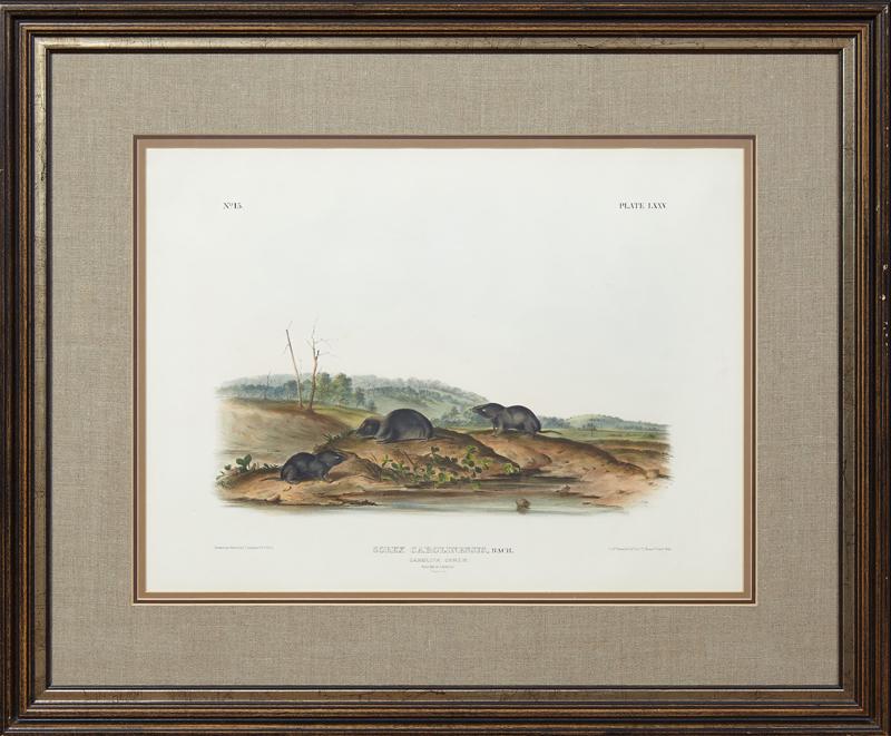 John James Audubon (1789-1851), "Carolina Shrew," No.: John James Audubon (1789-1851), "Carolina Shrew," No. 15, Plate 75, 19th c., from his quadruped series, presented in an ebonized silvered frame with a linen mat, H.- 17 3/4 in., W.- 24 in.