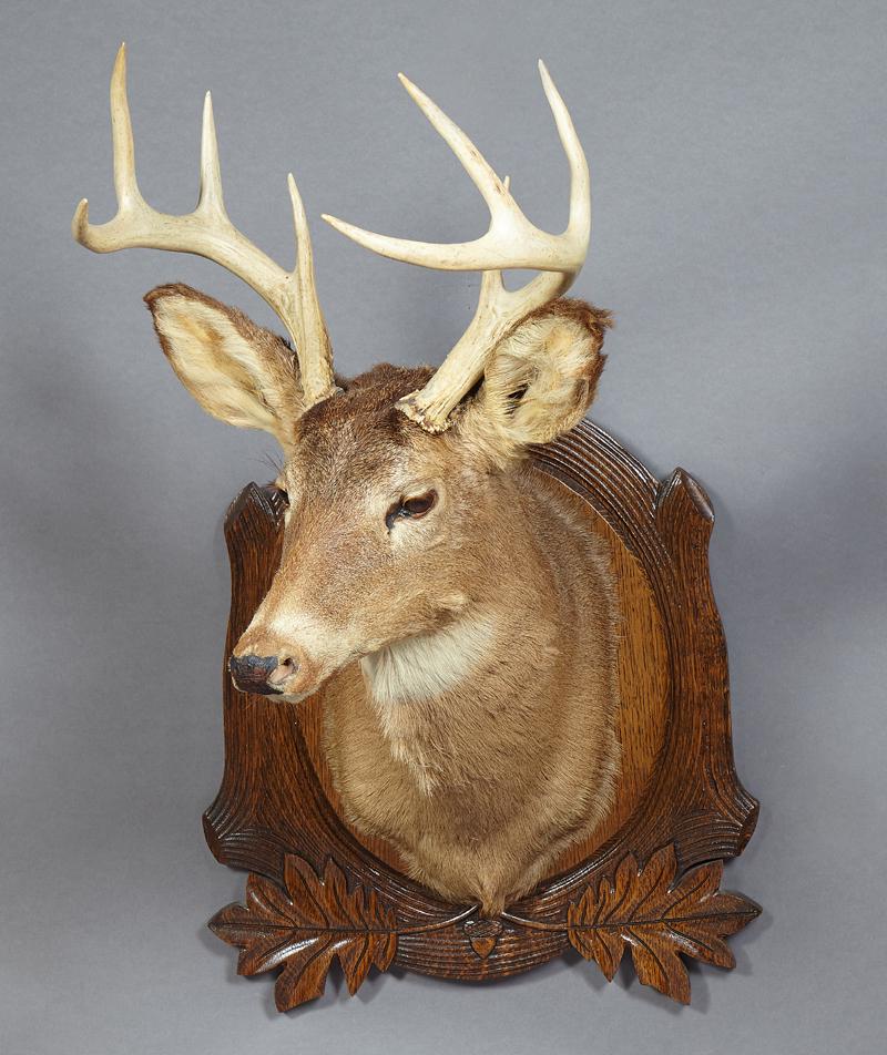 Taxidermied Eight Point Deer Head, mounted on a leaf (1 of 1)