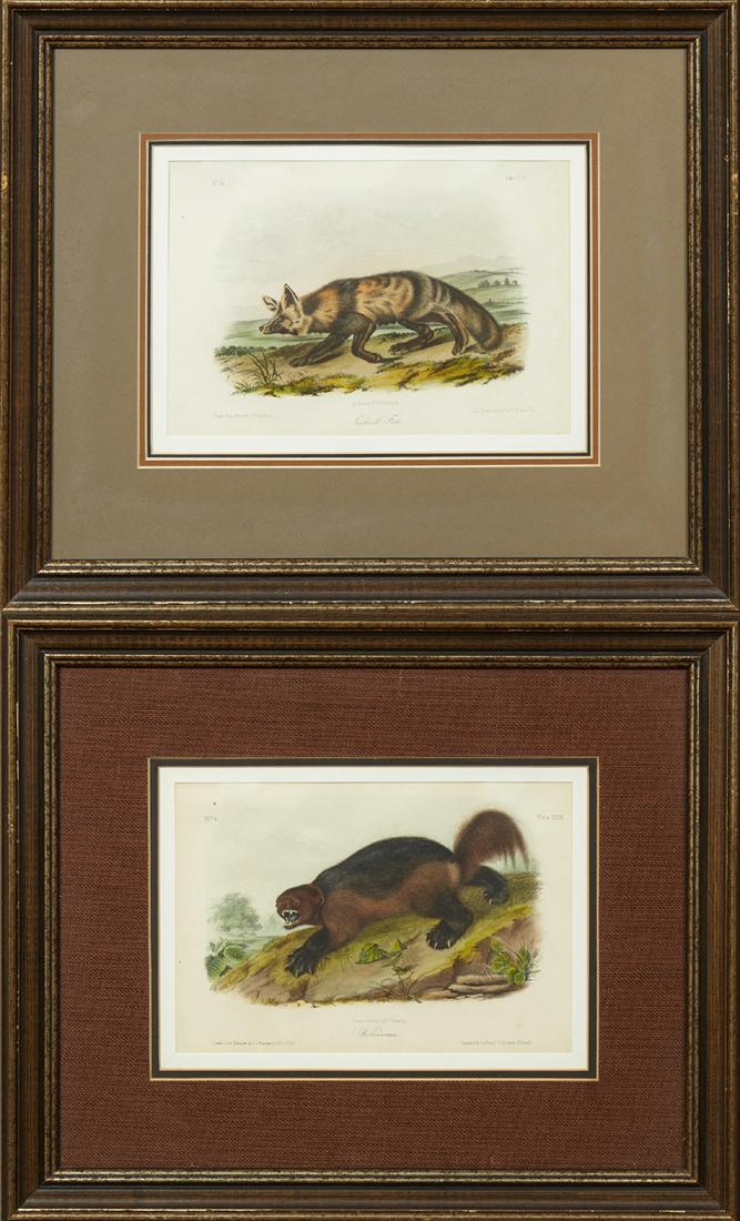 John James Audubon (1785-1851), "Wolverine," No. 6, (1 of 1)