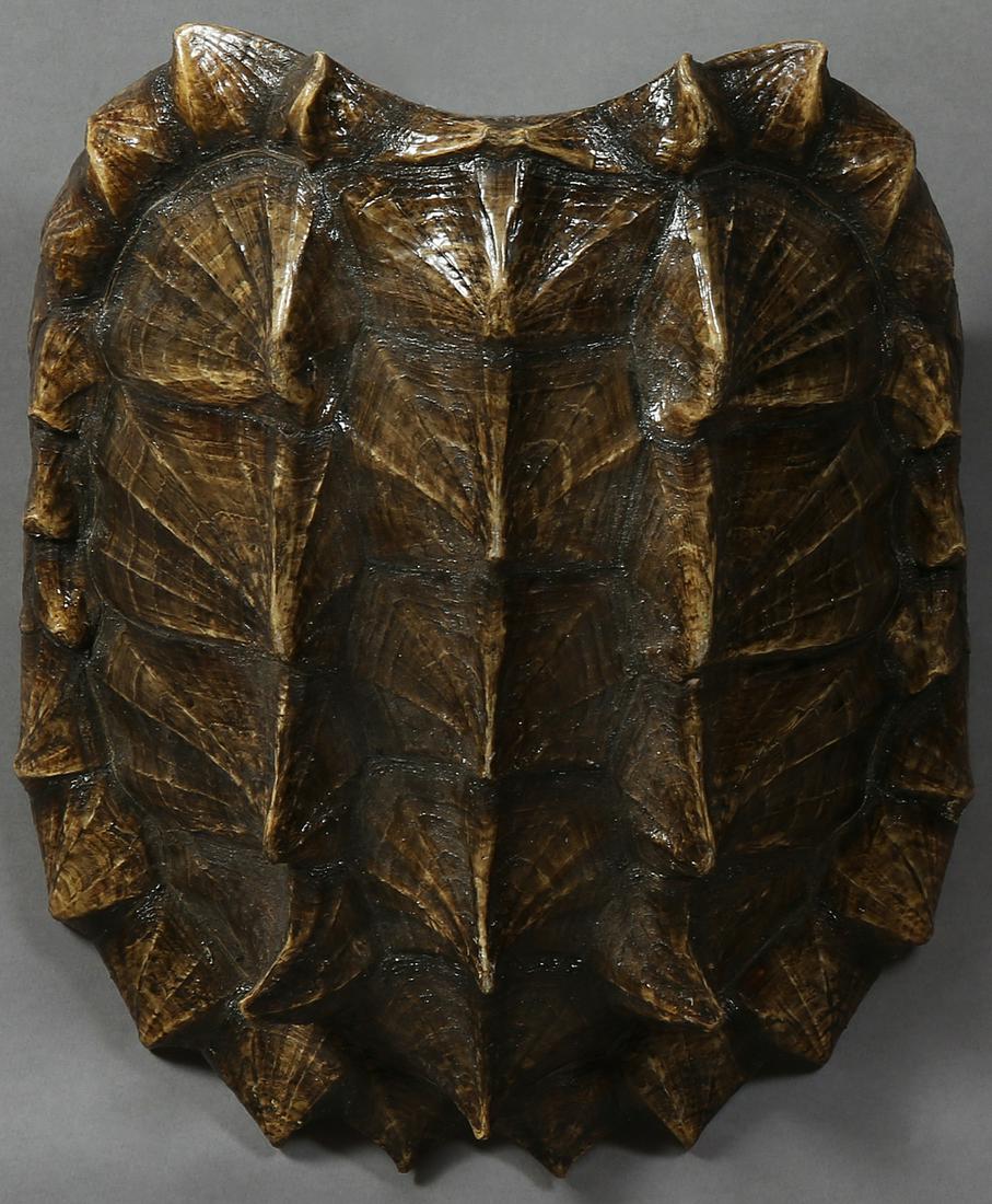 Large Louisiana Snapping Turtle Shell, varnished, H. Mar 21, 2020