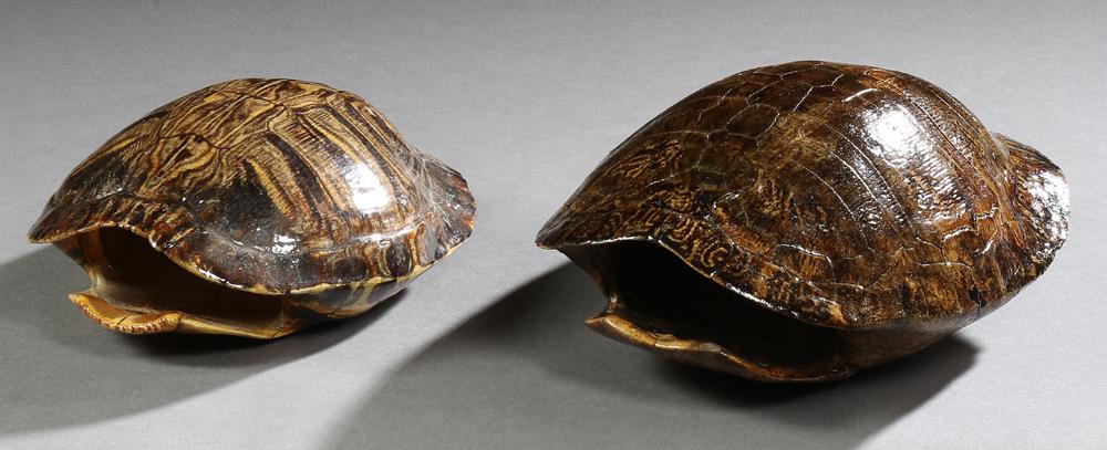 Two Varnished Louisiana Turtle Shells, larger shell - (1 of 1)