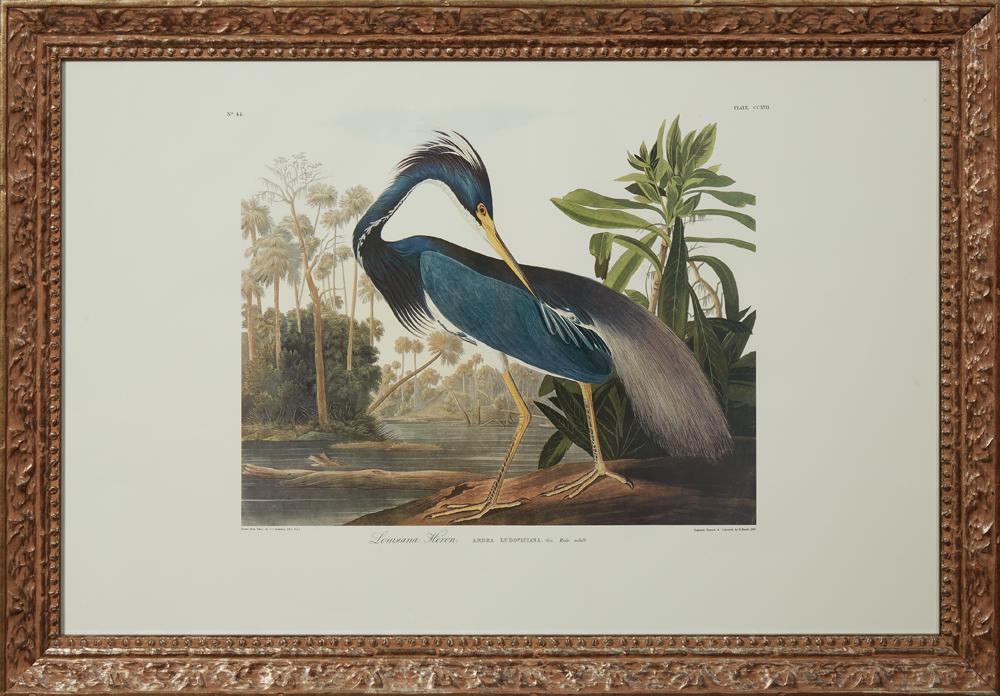 John James Audubon (1785-1851), "Louisiana Heron," No.: John James Audubon (1785-1851), "Louisiana Heron," No. 44, Plate 217, 20th c., presented in a carved giltwood frame, H.- 25 1/2 in., W.- 39 1/4 in.