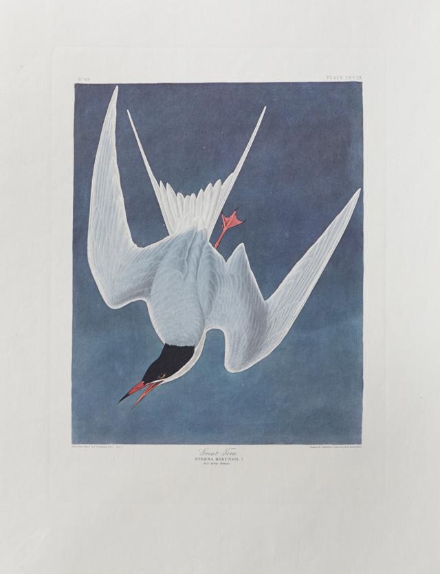 John James Audubon (1785-1851), "Great Tern," No. 62, (1 of 1)