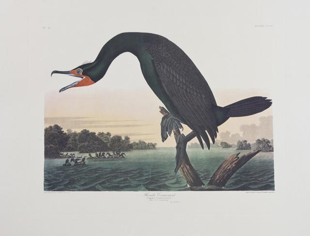 John James Audubon (1785-1851), "Florida Cormorant," (1 of 1)
