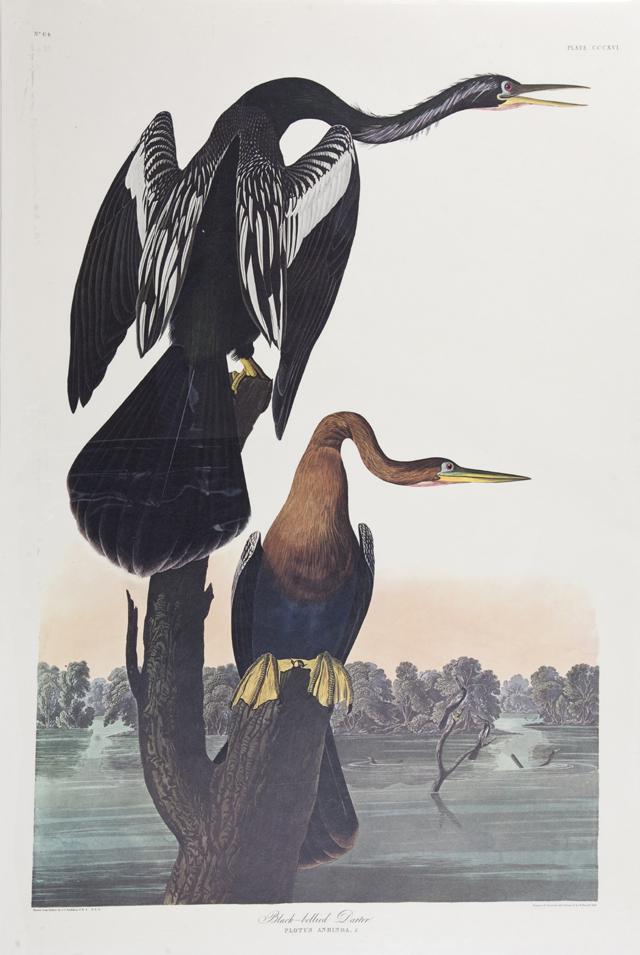 John James Audubon (1785-1851), "Black-bellied Darter,": John James Audubon (1785-1851), "Black-bellied Darter," No. 64, Plate 316, Amsterdam edition, plastic wrapped, H.- 39 7/8 in., W.- 26 3/4 in.