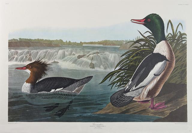 John James Audubon (1785-1851), "Goosander," No. 67, (1 of 1)