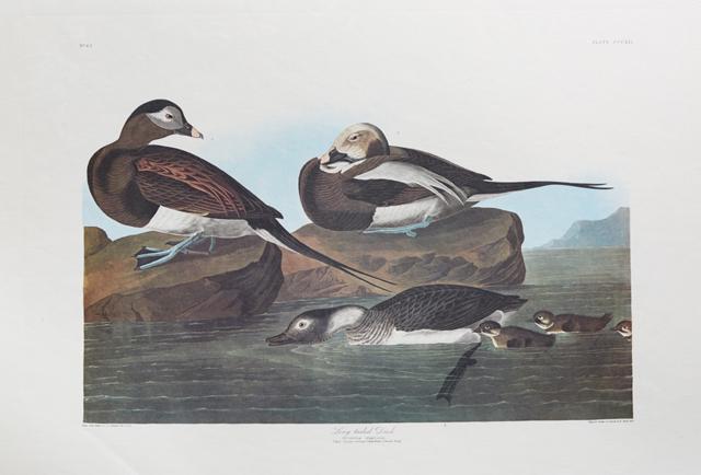 John James Audubon (1785-1851), "Long-tailed Duck," No. (1 of 1)