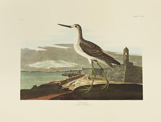 John James Audubon (1785-1851), "Greenshank," No. 54,: John James Audubon (1785-1851), "Greenshank," No. 54, Plate 269, Amsterdam edition, plastic wrapped, H.- 26 3/8 in., W.- 39 1/2 in.