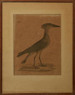 William M. Hart (1830-1908), "Scopus Umbretta," 19th: William M. Hart (1830-1908), "Scopus Umbretta," 19th c., bird engraving, marked Ord. IV, Grallae, No 110, titled lower center, signed lower right, presented in a mahogany frame, H.- 18 1/2 in., W.- 14