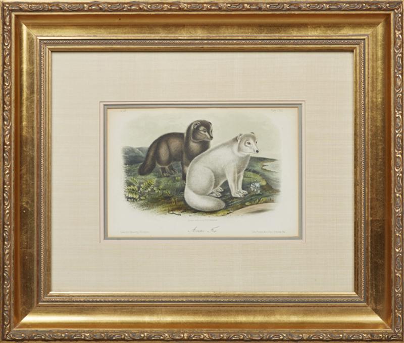 John James Audubon (1785-1815), "Arctic Fox," No. 25, (1 of 1)