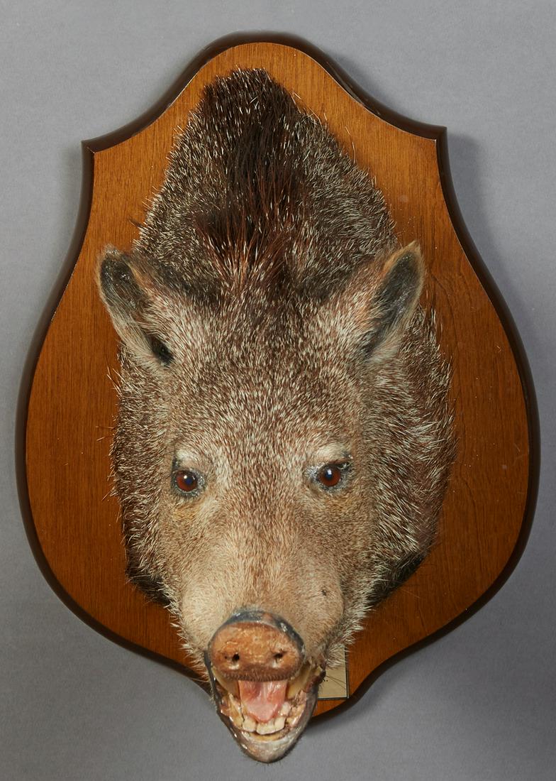 Small Taxidermied Brown Boar Head Mount, 20th c., on a (1 of 1)