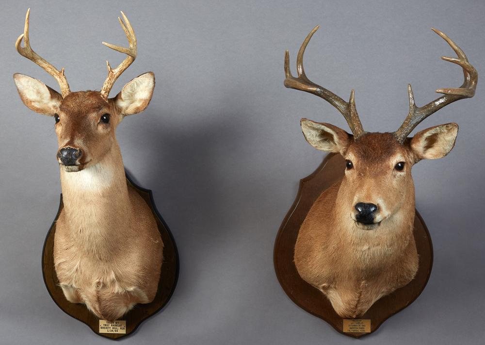 Two Taxidermied Deer Head Mounts, 20th c, one with 8 (1 of 1)
