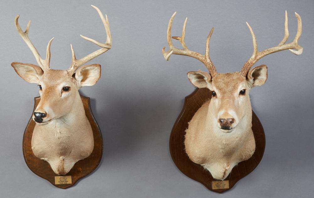 Two Taxidermied Deer Head Mounts, 20th c, one with 10 (1 of 1)