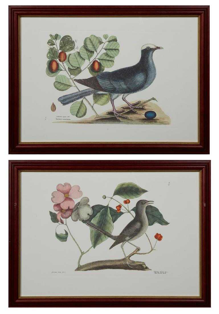 Mark Catesby (1683-1749), "The White Crown Pigeon," and: Mark Catesby (1683-1749), "The White Crown Pigeon," and "The Mock-bird," 20th c., after the 18th c. originals, presented in mahogany frames with gilt liners, H.- 13 1/2 in., W.- 19 1/4 in.