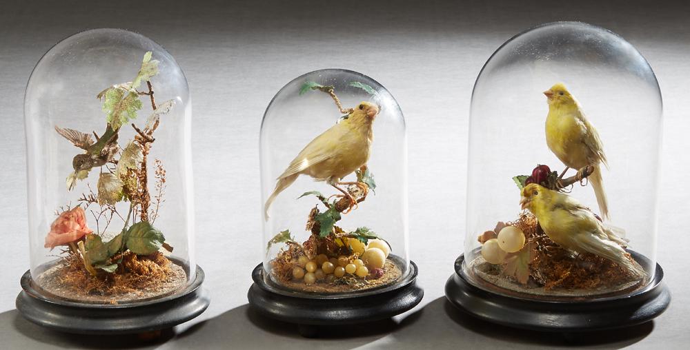 Three Victorian Taxidermied Bird Domes, 19th c., two (1 of 2)