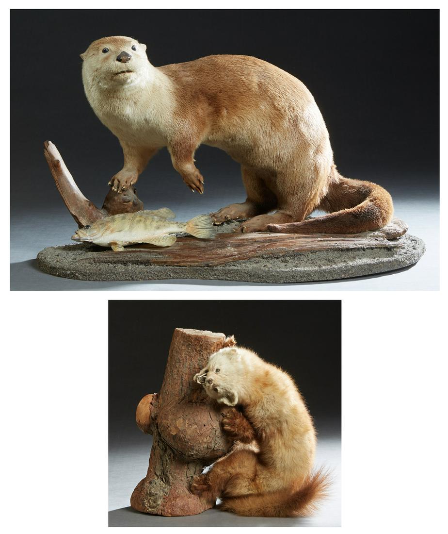 Two Taxidermied Animals, 20th c., consisting of a river (1 of 4)