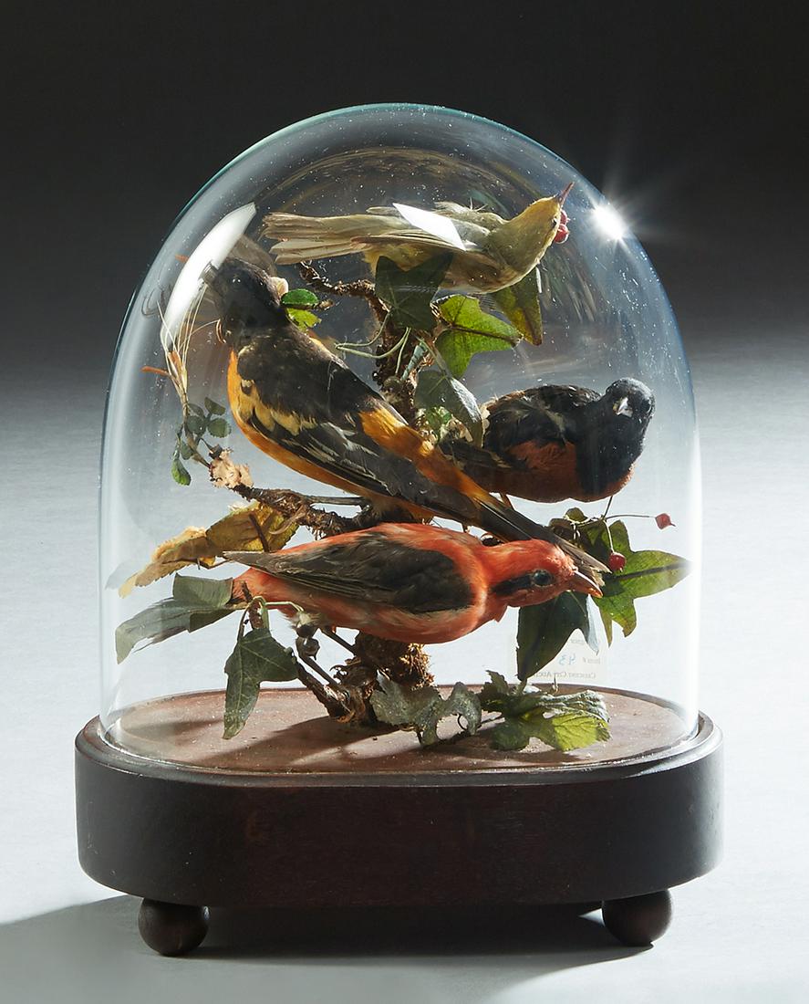 Small Victorian Oblong Blown Glass Taxidermied Bird: Small Victorian Oblong Blown Glass Taxidermied Bird Dome, late 19th c., containing four birds, on an ebonized wood base, H.- 11 1/2 in., W.- 9 in., D.- 5 3/8 in., Dome- Int. H.- 8 1/2 in., Int. W.- 8 