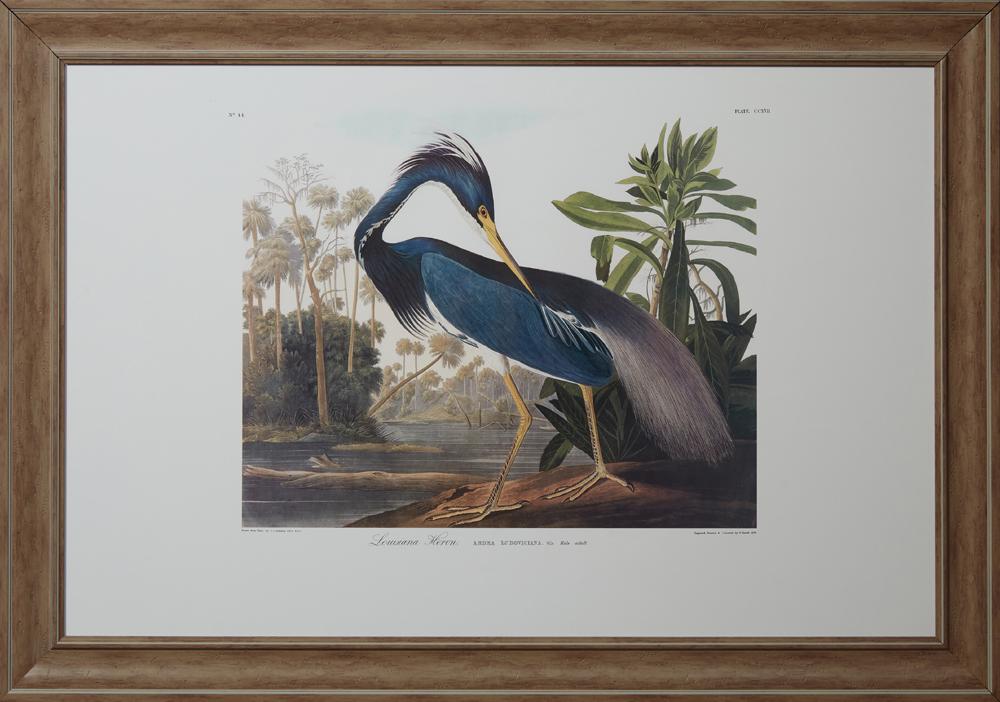 John James Audubon (1785-1831, Haitian/American),: John James Audubon (1785-1831, Haitian/American), "Louisiana Heron," No.44, Plate 217, facsimile, presented in a wide distressed washed frame, H.- 25 1/4 in., W.- 38 1/2 in.; framed, H.- 31 3/8 in., W