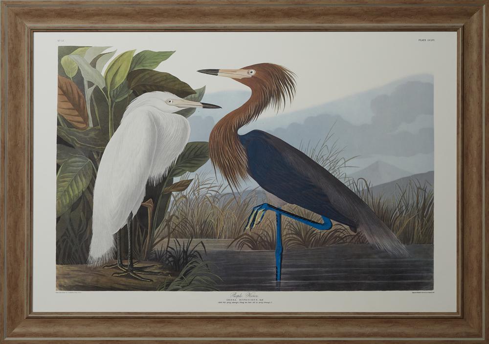 John James Audubon (1785-1851, Haitian/American),: John James Audubon (1785-1851, Haitian/American), "Purple Heron," No. 52, Plate 28, Princeton edition, presented in a wide distressed frame, H.- 25 3/4 in., W.- 38 1/2 in.; framed H.- 31 1/2 in., W.- 