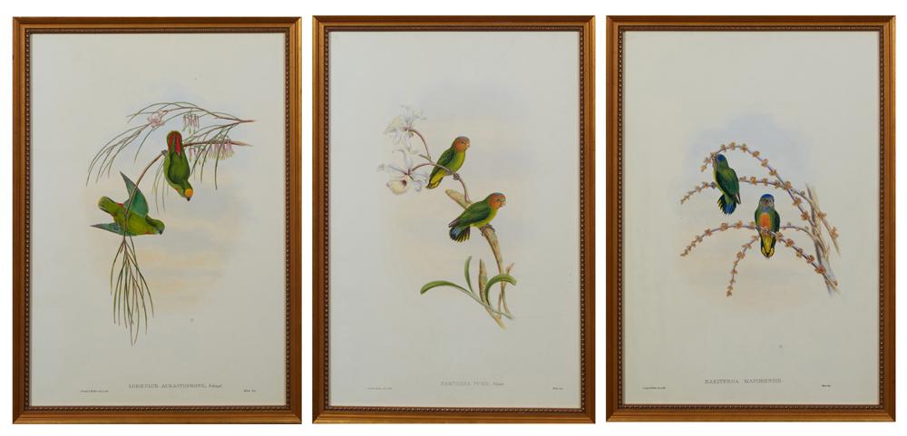John Gould (1804-1881, English), "Lorrculus: John Gould (1804-1881, English), "Lorrculus Auranthfrons," "Nasiterra Maforensis," and "Nasturterna Pusio," 20th c., after the 19th c. originals, three colored parakeet prints, presented in gilt beade