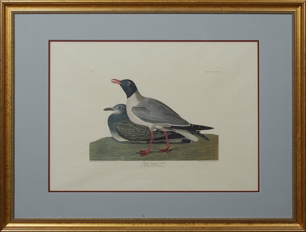 John James Audubon (1785-1851), "Black-headed Gull,": John James Audubon (1785-1851), "Black-headed Gull," No. 63, Plate 314, Amsterdam edition, presented in a beaded gilt frame with a blue mat, H.- 21 1/2 in., W.- 29 5/8 in.