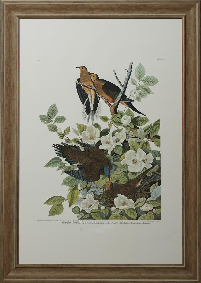John James Audubon (1785-1851, Haitian/American),: John James Audubon (1785-1851, Haitian/American), "Carolina Turtle Dove," No 4, Plate 17, Princeton edition, presented in a wide distressed frame, H.- 38 1/2 in., W.- 25 1/2 in.; framed H.- 44 1/2 in.
