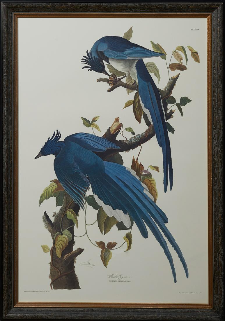 John James Audubon (1785-1851, Haitian/American),: John James Audubon (1785-1851, Haitian/American), "Columbia Jay," Plate 96, Princeton edition, presented in a black frame with gilt highlights and a gilt liner, H.- 38 1/2in., W.- 25 5/8 in.; framed H