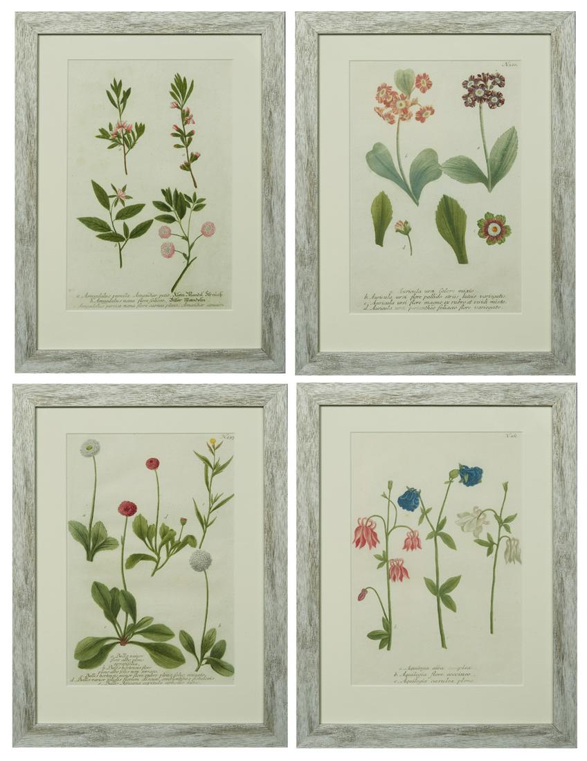 Johann Wilhelm Weinmann (1683-1741), "a Bellis minor," (1 of 9)