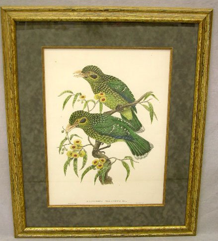 W. Hart, "Aeleuroedus Melanotis," c. 1860, colored: W. Hart, "Aeleuroedus Melanotis," c. 1860, colored bird print, framed, H.- 19 1/2 in., W.- 14 1/4 in.
