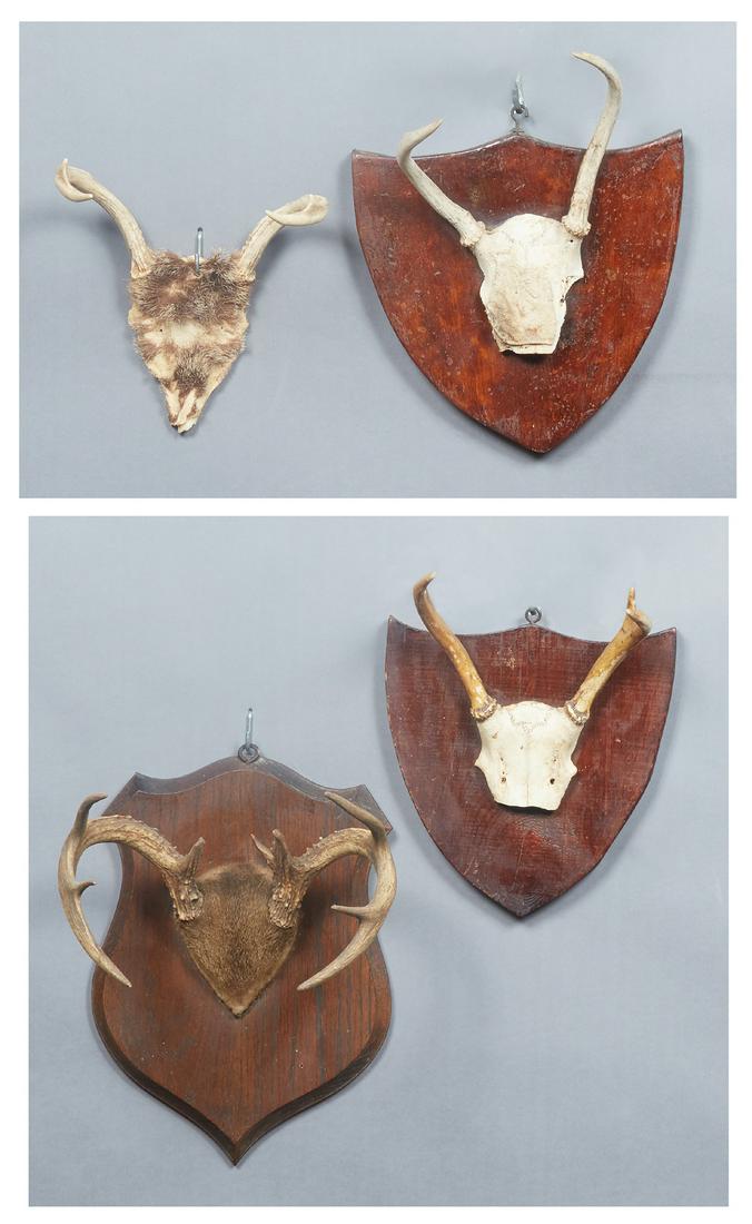 Four Small Antlers, 20th c., three mounted on wooden (1 of 1)