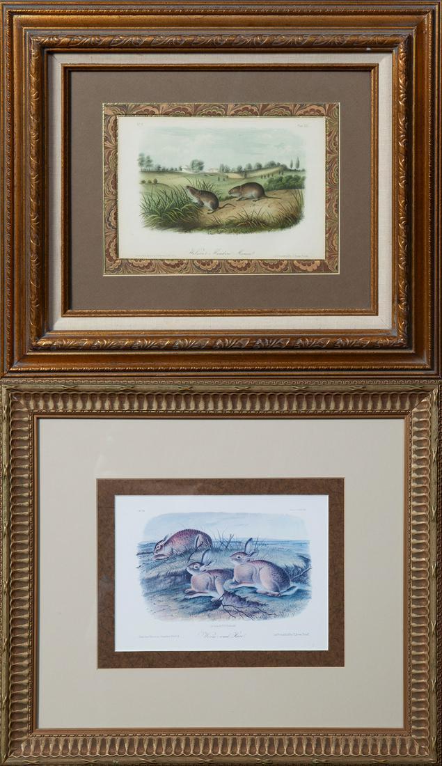 John James Audubon (1785-1851), "Wilson's Meadow: John James Audubon (1785-1851), "Wilson's Meadow Mouse," No. 9, Plate 45, 19th c., original octavo quadruped series, presented in a gilt frame with marbled mats, H.- 6 1/2 in., W.- 9 in., together wit