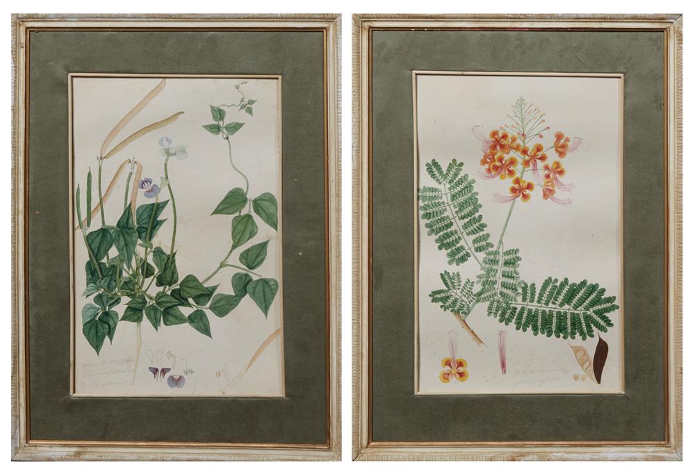 Continental School, "Alasunda Labora Teega, The Bean of: Continental School, "Alasunda Labora Teega, The Bean of Alasundfram," and "Yerra Turoy Chettoo," early 20th c., pair of hand-painted botanical watercolors on paper, indistinct script on top of both En