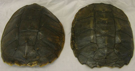 Pair of Large Louisiana Turtle Shells, H.- 4 1/2 i: Pair of Large Louisiana Turtle Shells, H.- 4 1/2 in., W.- 13 1/2 in., D.- 14 1/4 in.
