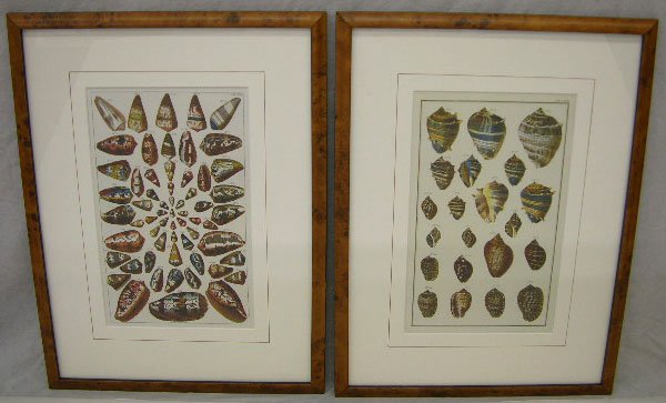 "Seashells," 20th c., pair of large colored prints: "Seashells," 20th c., pair of large colored prints of multiple seashells, framed, H.- 13 3/4 in., W.- 8 3/8 in.