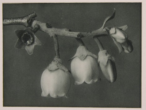 Karl Blossfeldt (1865-1932), "Blueberry," 1928, ph: Karl Blossfeldt (1865-1932), "Blueberry," 1928, photogravure, plate 108, matted, unframed, H.- 10 in., W.- 8 in.