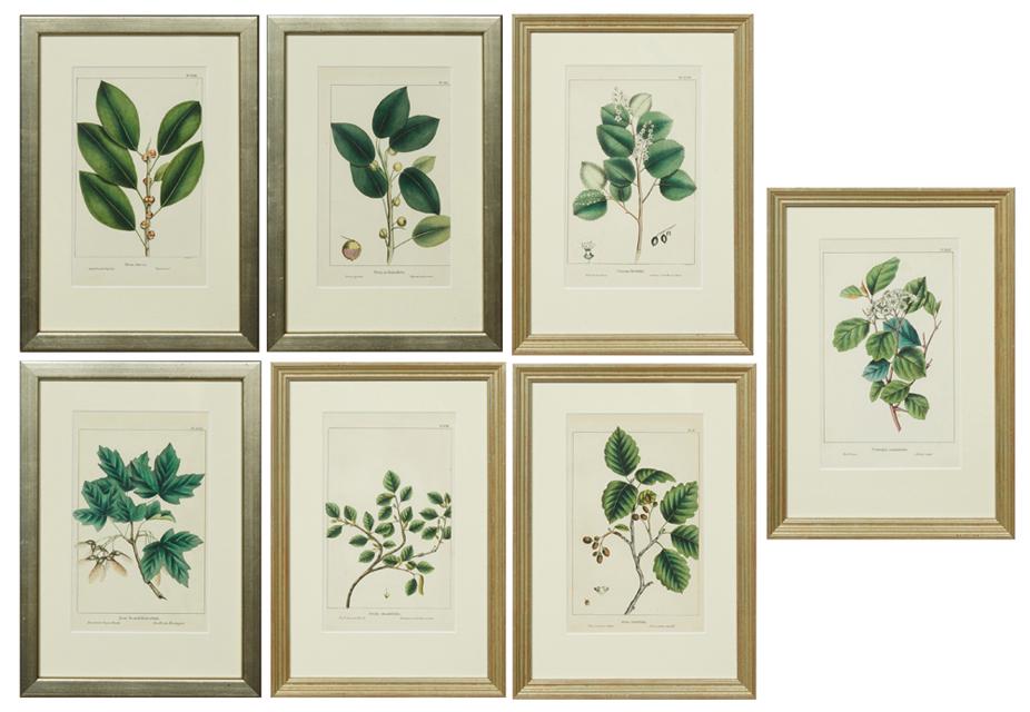 Thomas Nuttall (British, 1786-1859) "Oval leaved (1 of 17)