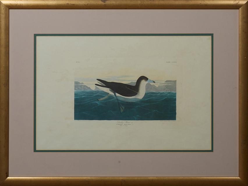 John James Audubon (1785-1851), "Dusky Petrel," No. 60, (1 of 1)