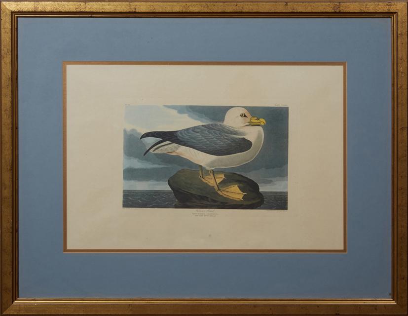 John James Audubon (1785-1851), "Fulmar Petrel," No.: John James Audubon (1785-1851), "Fulmar Petrel," No. 53, Plate 264, Amsterdam edition, presented in a gilt frame with a blue mat, H.- 19 1/2 in., W.- 29 1/2 in.