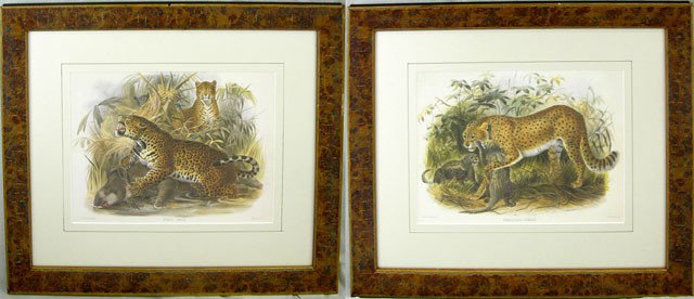 Daniel Giraud Elliot (1835-1915), "Felis Onca," an: Daniel Giraud Elliot (1835-1915), "Felis Onca," and "Cynailaurus Jubata," 20th c., pair of colored prints of jungle cats, framed, H.- 10 in., W.- 13 1/2 in.