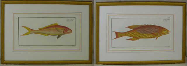 Ludwig Schmidt, "Bodianus Bodianus," and J. P. Hen: Ludwig Schmidt, "Bodianus Bodianus," and J. P. Hennig, "Spams Chrysurus," 20th c., pair of redfish prints, framed, H.- 8 1/4 in., W.- 15 1/4 in.
