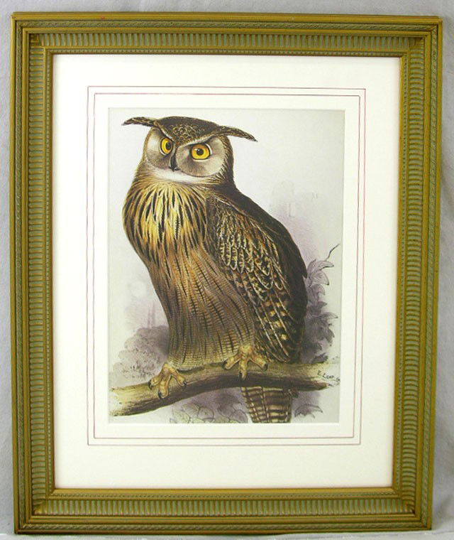 Edward Lear (1812-1888), "Great Horned Owl," 20th: Edward Lear (1812-1888), "Great Horned Owl," 20th c., colored print, framed, H.- 12 1/2 in., W.- 9 1/4 in.