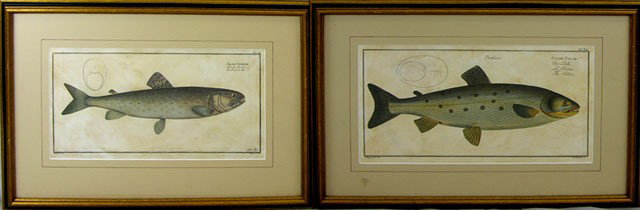 Marcus Bloch, "Salmo Salar," and "Salmo Goedenil,": Marcus Bloch, "Salmo Salar," and "Salmo Goedenil," 19th c., pair of hand colored prints, framed, H.- 8 in., W.- 15 1/4 in.