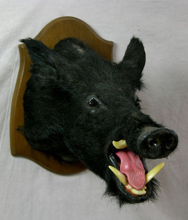 Taxidermied Brown Boar Head Mount, on a mahogany : Taxidermied Brown Boar Head Mount, on a mahogany shield back, H.- 24 in., W.- 16 in., D.- 23 1/2 in.