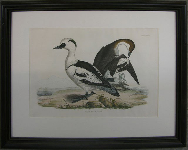Prideaux John Selby (1788-1867), "Smew- Male and F