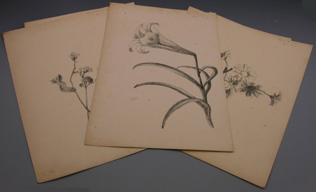 Marion Hutchinson Thompson (Newcomb School), group: Marion Hutchinson Thompson (Newcomb School), group of five botanical pen and ink sketches, 1910, each signed and dated upper right, unframed, H.- 15 in., W.- 10 in.